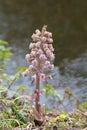 Butterbur, Petasites hybridus, pink inflorescence Royalty Free Stock Photo